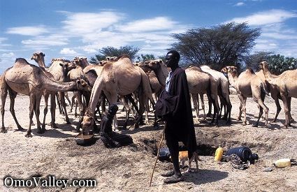 A Shepard of the Turkana Tribe with camels in Kenya